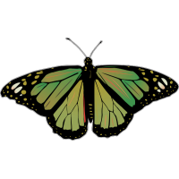 Бабочка черно-зеленого цвета