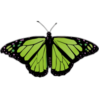 Бабочка чёрно-зелёного цвета
